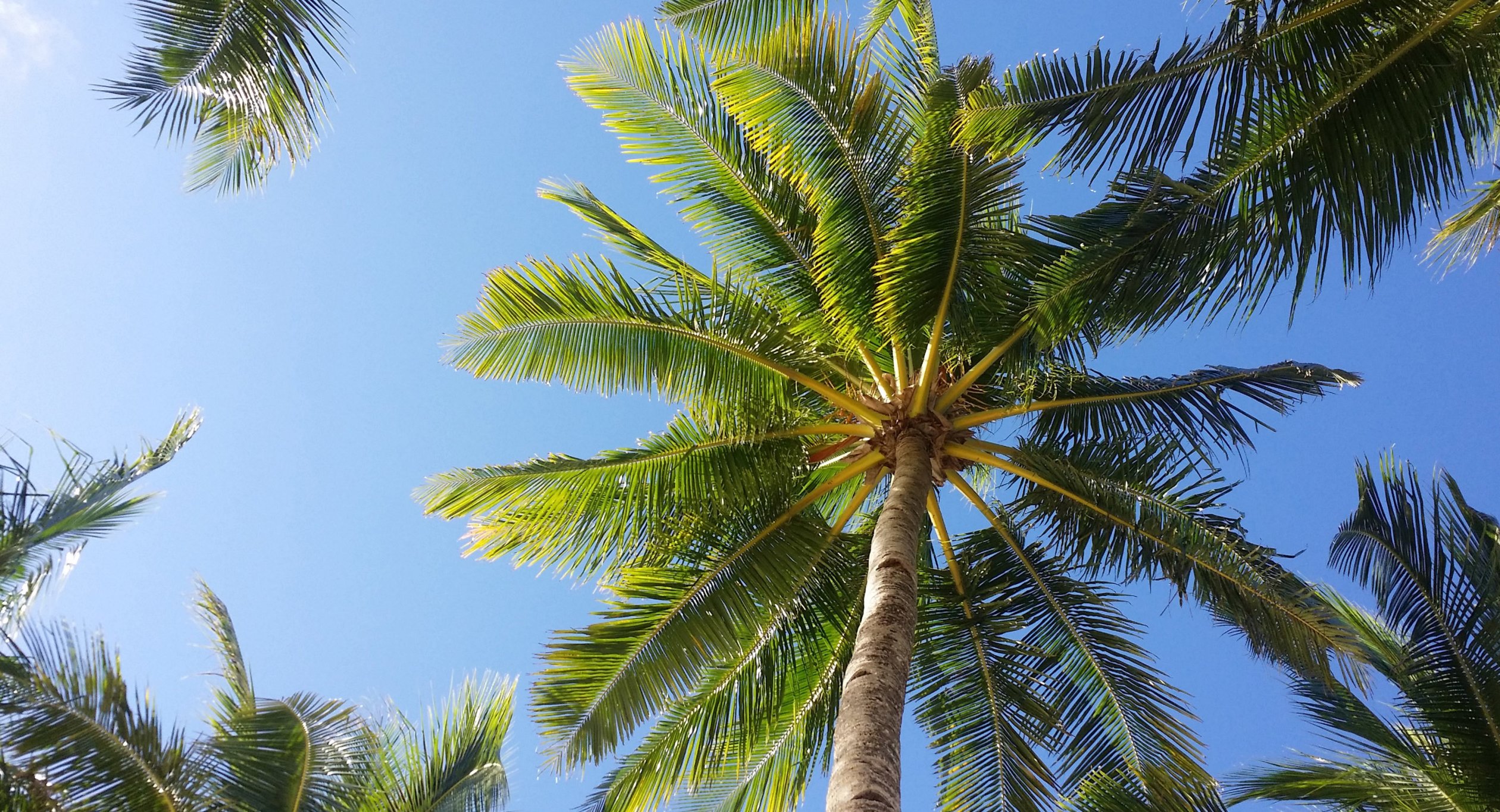 Group of palm trees against a blue sky.